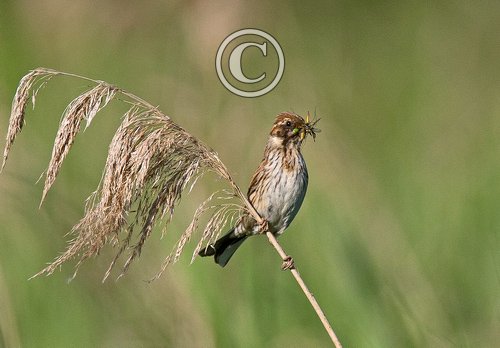 Female Reed Bunting DM1785